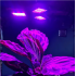 Lampa 108 LED augu augšanai Gardlov 20440