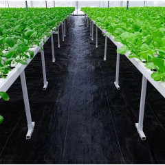 Agrotekstils / Agroplēve / dārza pārsegs pret nezālēm 1,6x50m (SDH183)