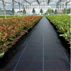 Agrotekstils / Agroplēve / dārza pārsegs pret nezālēm 1,6x50m (SDH183)