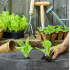 Agrotekstils / Agroplēve / dārza pārsegs pret nezālēm 90g/m 0,8x50m (SDH316)