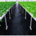 Agrotekstils / Agroplēve / dārza pārsegs pret nezālēm 90 g/m² 1,6x50m. (SDH320)
