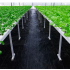Agrotekstils / Agroplēve / dārza pārsegs pret nezālēm 90g/m2 1,6x100m SDH443