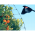 Dārza tīkls/siets pret putniem 4x10m (01730)