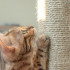 Kaķu nagu asināmais / mājiņa 71cm pelēks Purlovs (00021711)